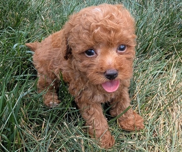 Medium Photo #32 Cockapoo Puppy For Sale in GOSHEN, IN, USA