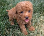 Small Photo #32 Cockapoo Puppy For Sale in GOSHEN, IN, USA