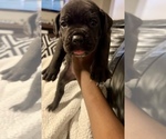 Puppy Quavo Cane Corso