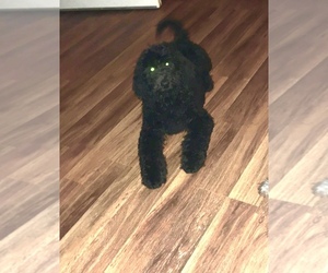 Labradoodle Puppy for sale in PHIL CAMPBELL, AL, USA
