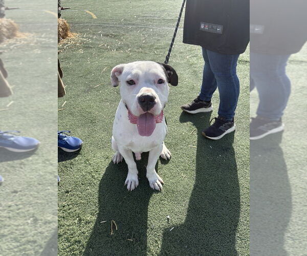 Medium Photo #15 Bulloxer Puppy For Sale in Wenonah, NJ, USA