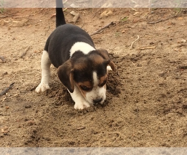Medium Photo #5 Beagle Puppy For Sale in HURRICANE MILLS, TN, USA