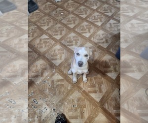 Siberian Husky-Texas Heeler Mix Puppy for sale in BROKEN ARROW, OK, USA