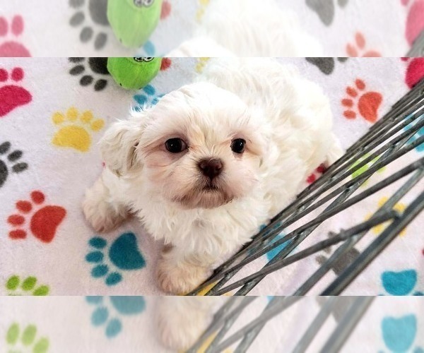 Medium Photo #8 Shih Tzu Puppy For Sale in ORO VALLEY, AZ, USA