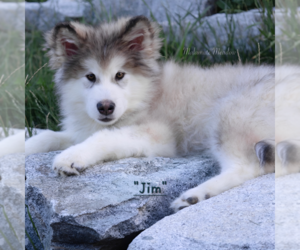 Alaskan Malamute Puppy for sale in SPOKANE, WA, USA
