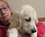 Small Photo #11 English Cream Golden Retriever Puppy For Sale in NORTHWOOD, OH, USA