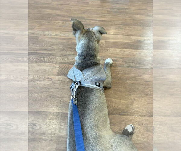 Medium Photo #6 American Pit Bull Terrier-Unknown Mix Puppy For Sale in MECHANICSBURG, PA, USA