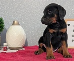 Small #3 Doberman Pinscher
