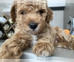 Small Photo #7 Poodle (Miniature) Puppy For Sale in CHICAGO, IL, USA