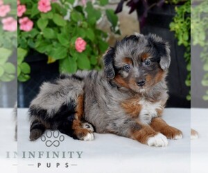 Aussiedoodle Miniature Puppy for sale in SUNBURY, PA, USA