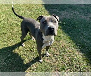 American Pit Bull Terrier Dogs for adoption in Grovetown, GA, USA