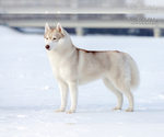 Small Photo #1 Siberian Husky Puppy For Sale in Dnipro, Dnipro, Ukraine