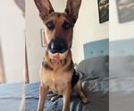 Small #2 German Shepherd Dog Mix