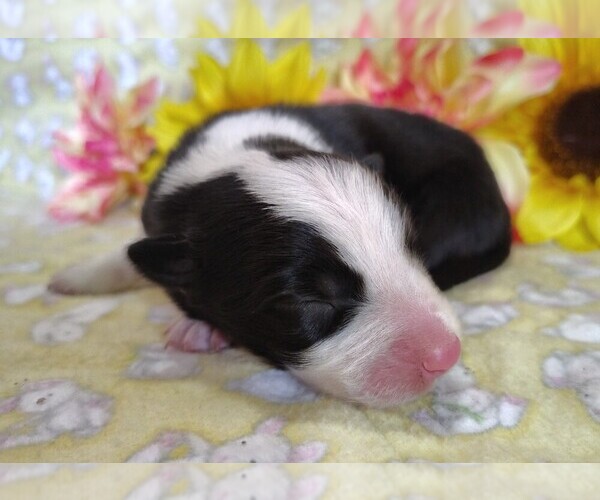 Medium Photo #11 Border Collie Puppy For Sale in NORBORNE, MO, USA