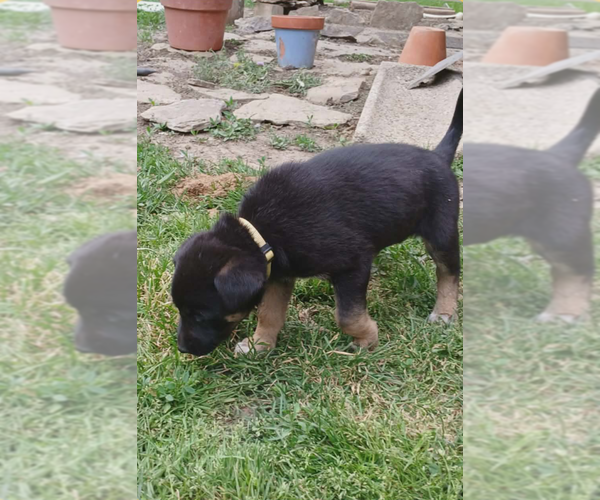 Medium Photo #2 Shepradors Puppy For Sale in Aurora, IN, USA