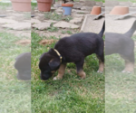 Small #1 Shepradors