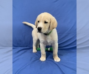 Golden Labrador Puppy for sale in LIVE OAK, FL, USA