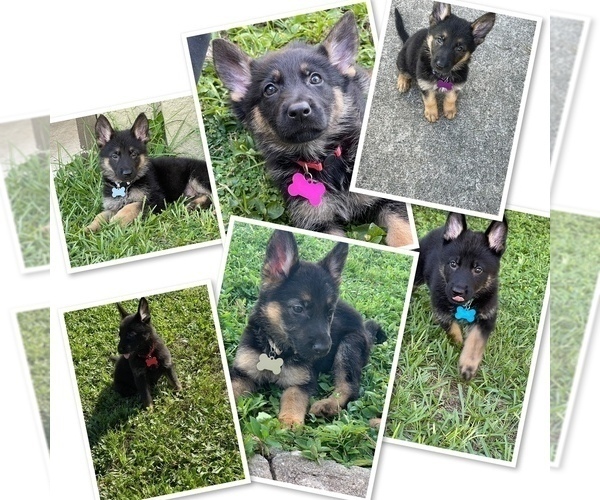 Medium Photo #1 German Shepherd Dog Puppy For Sale in CAPE CORAL, FL, USA