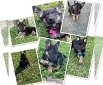 Small Photo #1 German Shepherd Dog Puppy For Sale in CAPE CORAL, FL, USA