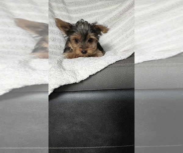 Medium Photo #57 Yorkshire Terrier Puppy For Sale in BENSON, NC, USA