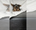 Puppy Buddy Yorkshire Terrier