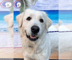 Great Pyrenees Dogs for adoption in Spring, TX, USA