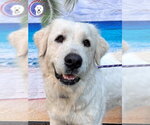 Small Great Pyrenees
