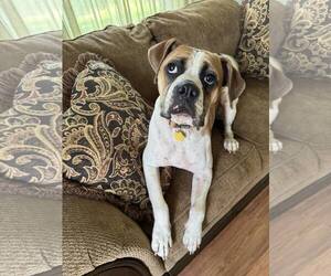 Boxer Dogs for adoption in Burnsville, MN, USA