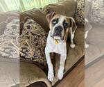 Small Boxer