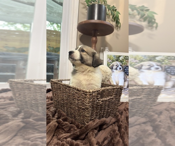 Medium Photo #3 Aussie Pyrenees Puppy For Sale in LEXINGTON, SC, USA