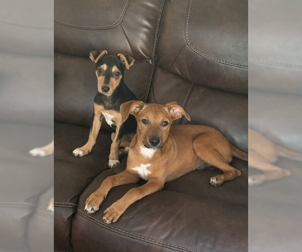 Medium Photo #5 Rat Terrier-Unknown Mix Puppy For Sale in Bellevue, WA, USA