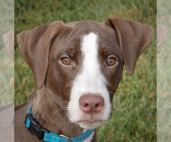 Medium Photo #1 - Mix Puppy For Sale in Huntley, IL, USA