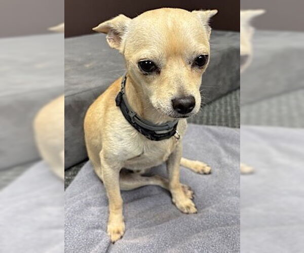 Medium Photo #4 Chihuahua Puppy For Sale in Mount Airy, NC, USA