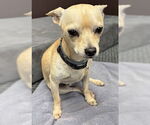 Small #3 Chihuahua
