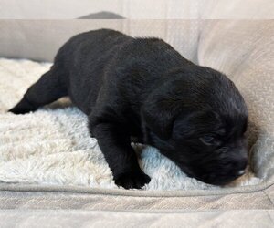 Medium Labrador Retriever