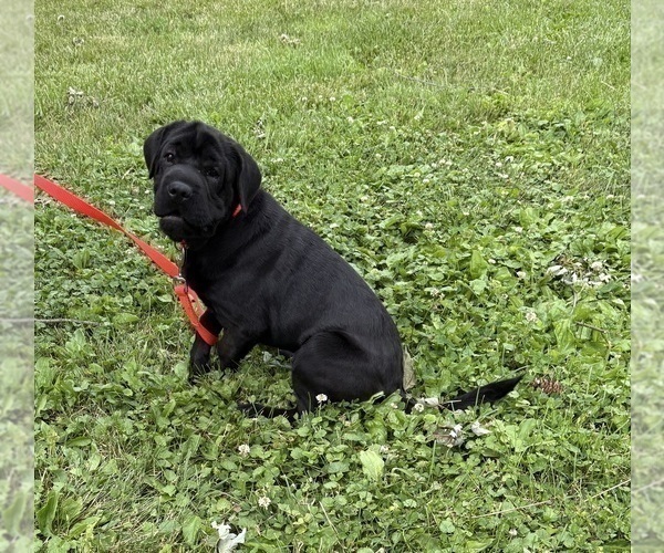 Medium Photo #3 Cocker-Pei Puppy For Sale in MIDDLEBURY, IN, USA