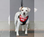 Small #2 Beagle-Chihuahua Mix