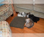 Small Photo #3 Pom-Shi Puppy For Sale in DINWIDDIE, VA, USA