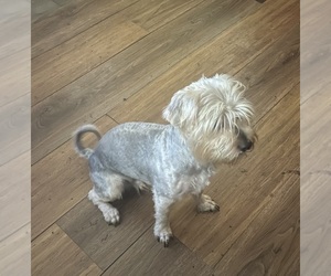 Father of the Yorkshire Terrier puppies born on 04/17/2025