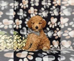 Cock-A-Poo Puppy for sale in KIRKWOOD, PA, USA