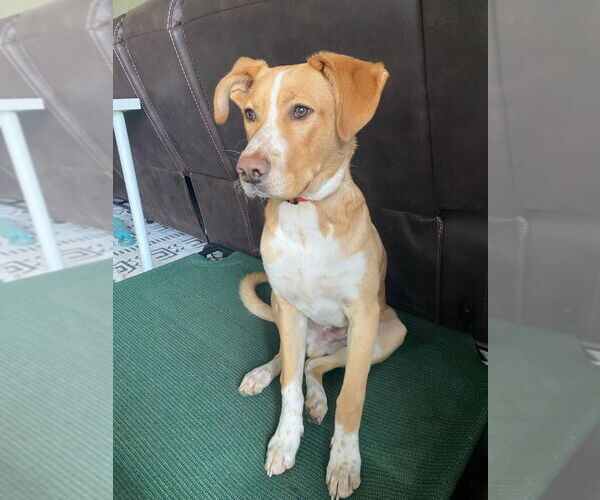 Medium Photo #3 Labrador Retriever-Unknown Mix Puppy For Sale in Minneapolis, MN, USA