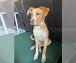 Small #2 Labrador Retriever Mix