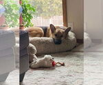 Small #4 German Shepherd Dog
