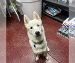 Small #36 Huskies  Mix