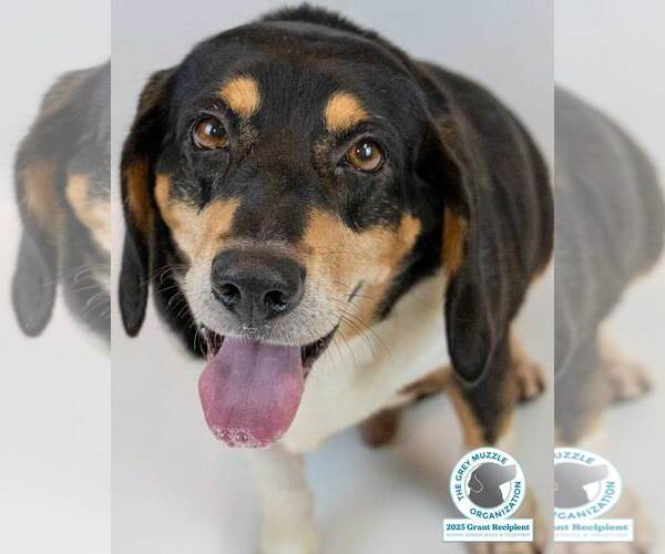 Medium Photo #1 Bagle Hound Puppy For Sale in Kennesaw, GA, USA