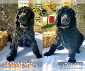 Poodle (Standard) Puppy for sale in HAVANA, IL, USA