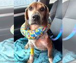 Small #6 Beagle