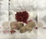 Small Photo #6 Goldendoodle Puppy For Sale in MIAMI, FL, USA
