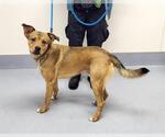 Small German Shepherd Dog Mix