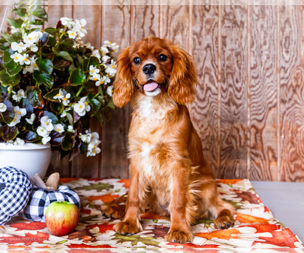 Medium Photo #9 Cavalier King Charles Spaniel Puppy For Sale in WAKARUSA, IN, USA